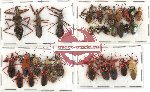 Scientific lot no. 254 Heteroptera (31 pcs A, A-, A2)
