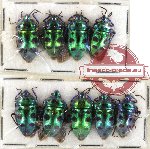 Scientific lot no. 233 Heteroptera (Scutellarinae) (9 pcs A-, A2)