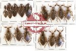 Scientific lot no. 287A Heteroptera (17 pcs)