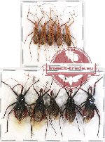 Scientific lot no. 279 Heteroptera (Reduviidae) (10 pcs A-, A2)