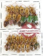 Scientific lot no. 266 Heteroptera (Pentatomidae) (35 pcs A, A2)