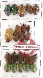 Scientific lot no. 222 Heteroptera (Pentatomidae) (22 pcs A, A-, A2)