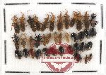 Scientific lot no. 223 Heteroptera (39 pcs)