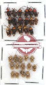 Scientific lot no. 242 Heteroptera (31 pcs)