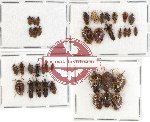 Scientific lot no. 274 Heteroptera (38 pcs A, A-, A2)