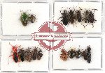Scientific lot no. 275 Heteroptera (17 pcs - 8 pcs A2)