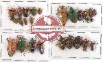 Scientific lot no. 255 Heteroptera (26 pcs)