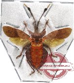 Dalader sp. 1 (SPREAD)