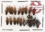 Scientific lot no. 232 Heteroptera (Reduviidae) (18 pcs)
