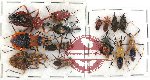 Scientific lot no. 263 Heteroptera (14 pcs)