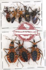 Scientific lot no. 234 Heteroptera (Reduviidae) (8 pcs A, A-, A2)