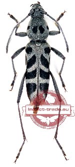 Chlorophorus quatuordecimmaculatus (Chevrolat, 1863) (10 pcs)