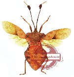 Dalader sp. 2 (SPREAD)