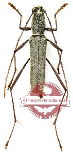 Demonax albinotus Holzschuh, 2016