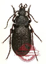 Carabus loshnikovi