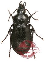 Carabus regulus Dohrn