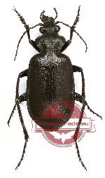 Calosoma olivieri