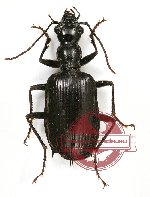 Dicraspeda quadrispinosa vanasseni Baehr, 2009