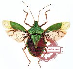 Dalpada perelegans Breddin, 1904 (spread A-)