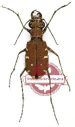 Calomera fischeri elongatosignata
