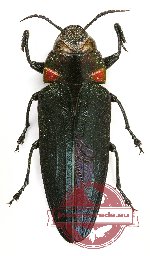 Belionota sp. 12