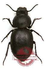 Tenebrionidae sp. 77