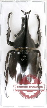 Xylotrupes clinias clinias