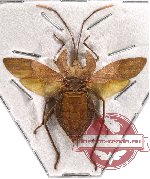 Derepteryx sp. 1 (A-) (SPREAD)