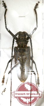 Batocera aeneonigra ssp.