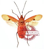 Dysdercus sp. 2 (SPREAD)