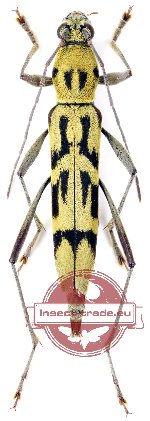 Rhaphuma patkaina (A-)