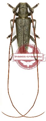 Acalolepta sp. 9 (5 pcs)