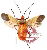 Dysdercus sp. 3 (SPREAD)