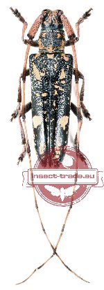 Annamanum annulicorne Pic, 1934 (A2)