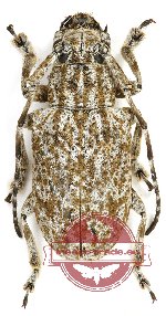 Coptops diversesparsa (Pic, 1917) (A2)