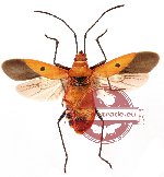 Dysdercus sp. 4 (SPREAD)