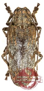 Moechotypa dalatensis Breuning, 1968 (A2)