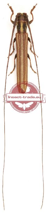 Elongatopothyne basirufipennis Breuning, 1963