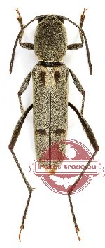 Xylotrechus sp. 1