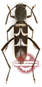 Xylotrechus variegatus Gressitt et Rondon, 1970