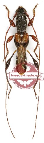 Glaphyra aureomaculata