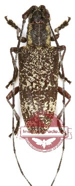 Nanohammus aberrans Gahan, 1894 (A2)