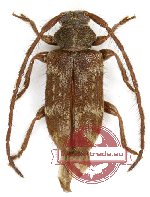 Exocentrus latus Holzschuh, 2015