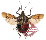 Erthesina fullo (A-) (SPREAD)