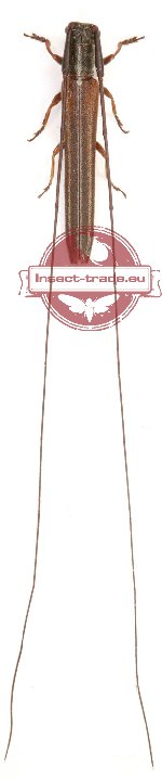 Pseudocalamobius discolineatus Pic, 1927 (A2)