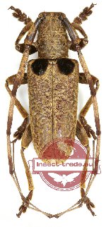 Acalolepta basiplagiata (A2)