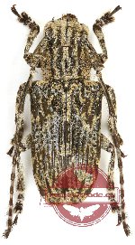 Agelasta dayremi Breuning, 1938