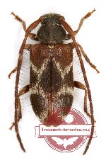 Exocentrus creber Holzschuh, 2015 (A2)