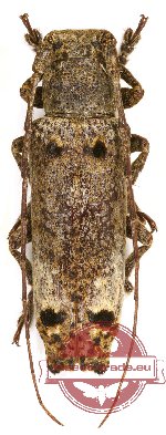 Sthenias gracilicornis Gressitt