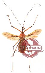 Euagoras sp. 1 (SPREAD)